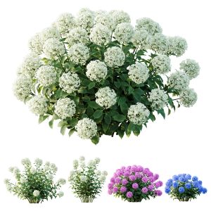 Plants Smooth Wild Hydrangea Arborescens Annabelle