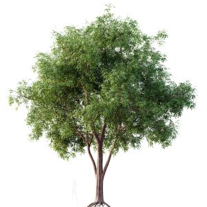 Hq Plants American Elm Tree