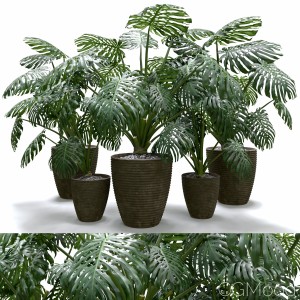 Monstera Deliciosa Plant Set