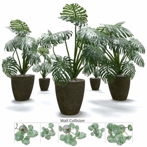 Monstera Deliciosa Wall Collision Plant Set