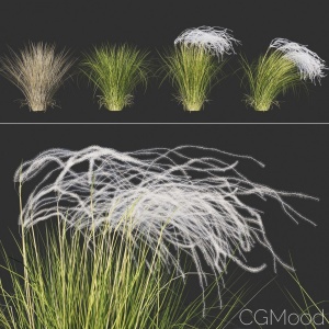 Stipa Pennata(feather Grass)