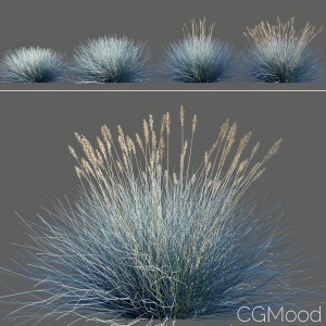 Festuca Glauca