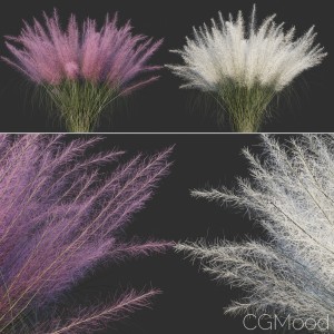 Muhlenbergia Capillaris