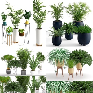 Plants Collection Vol 4