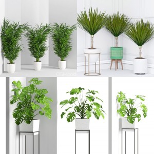 Plants collection vol 5 (wall Collisions)