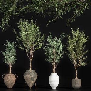 Indoor_plant_olive_set_01