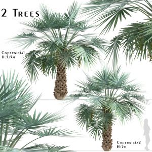 Set of Copernicia Palm Trees (Carnaubeira)