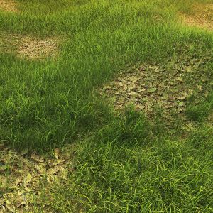 Grass With Oak Leaves