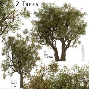 Set Of Olive Trees (olea Europaea) (2 Trees)