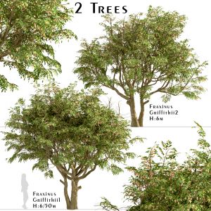 Set of Fraxinus Griffithii Trees (Griffiths ash)