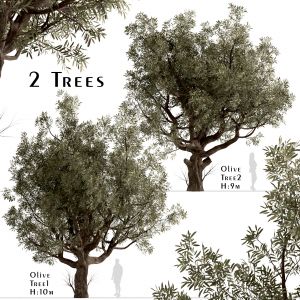 Set of Olive Trees (Olea Europaea) (2 Trees)