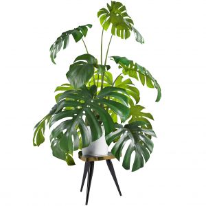 Monstera