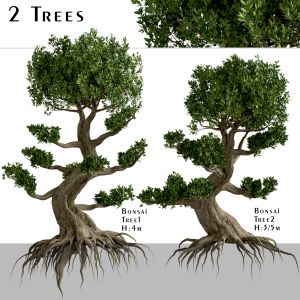 Set Of Bonsai Trees (2 Trees)