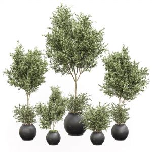 Indoor_plant_olive_set_02