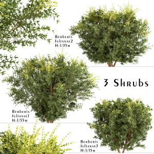 Set of Berberis julianae Shrubs (3 Shrubs)