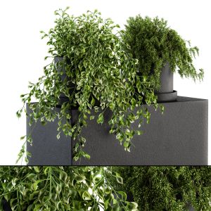 Indoor Plant Set 95 - Hanging Plants