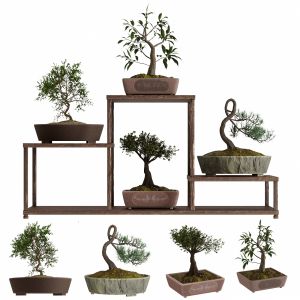 Bonsai Set