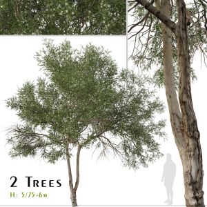 Set Of Melaleuca Ericifolia Tree (Swamp Paperbark)