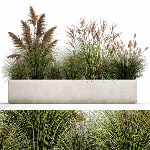 Pampas Grass For Landscaping 1078