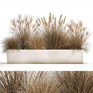 Pampas Grass For Landscaping 1072