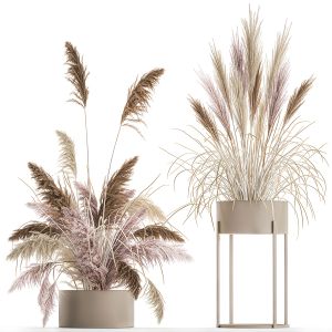 Decorative Bouquet Of Dried Pampas Grass 196