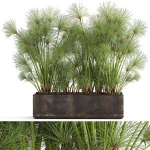 Cyperus Papyrus In A Rust Pot 1049