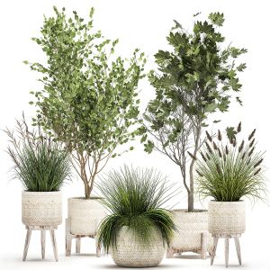 Ornamental Plants In Rattan Baskets 1047