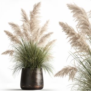 White Reeds In A Rusty Flowerpot 1032