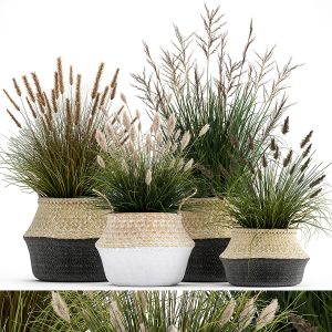 Ornamental Reeds Plants In Rattan Baskets 1028