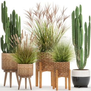 Ornamental Plants In Rattan Baskets 1081