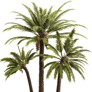 Date Palm