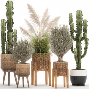 Ornamental Plants In Rattan Baskets 1082