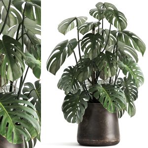 Monstera In A Rust Pot For The Interior 1001