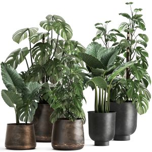 Houseplants In A Rusty Flowerpot 999