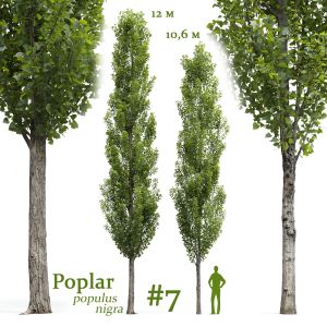 Poplar Populus Nigra #7