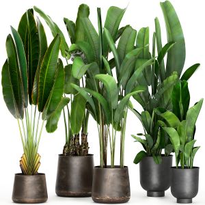 Set Banana Plants In A Rusty Flowerpot 994