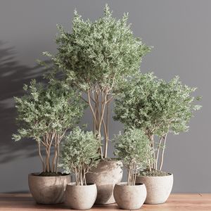 Indoor Plant Set 61