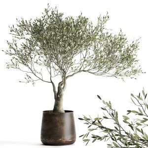 Olive Tree In A Flowerpot For The Interior 969