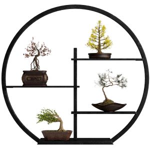 Colored Bonsai Set