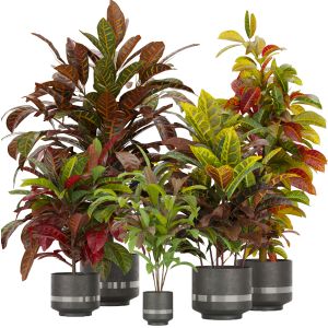 Collection Plant Vol 271 - Indoor - Croton - Leaf