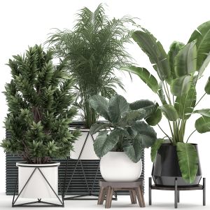 Houseplants In A Flowerpot For The Interior 928