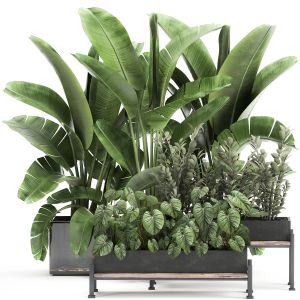 Houseplants In A Black Pot For The Interior 914