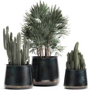 Houseplants In A Black Pot For The Interior 912