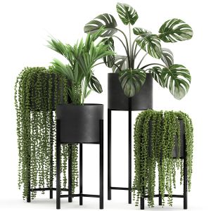 Houseplants In A Black Pot For The Interior 911