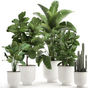 Houseplants In A White Pot For The Interior 906