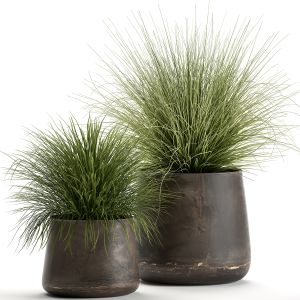 Grass In A Flowerpot For The Interior 903