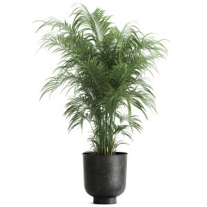 Decorative Palm In A Flowerpot 900