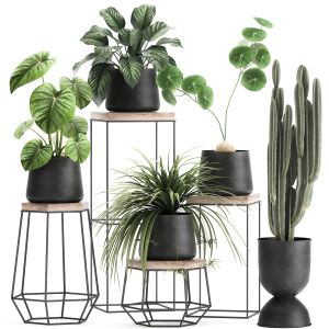 Houseplants In A Pot For The Interior 899