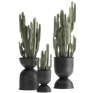 Cactus In A Flowerpot For The Interior 898