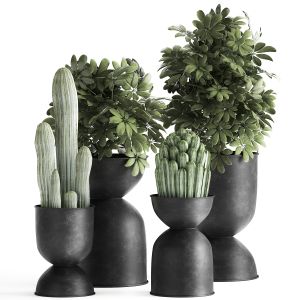 Houseplants In A Pot For The Interior 888